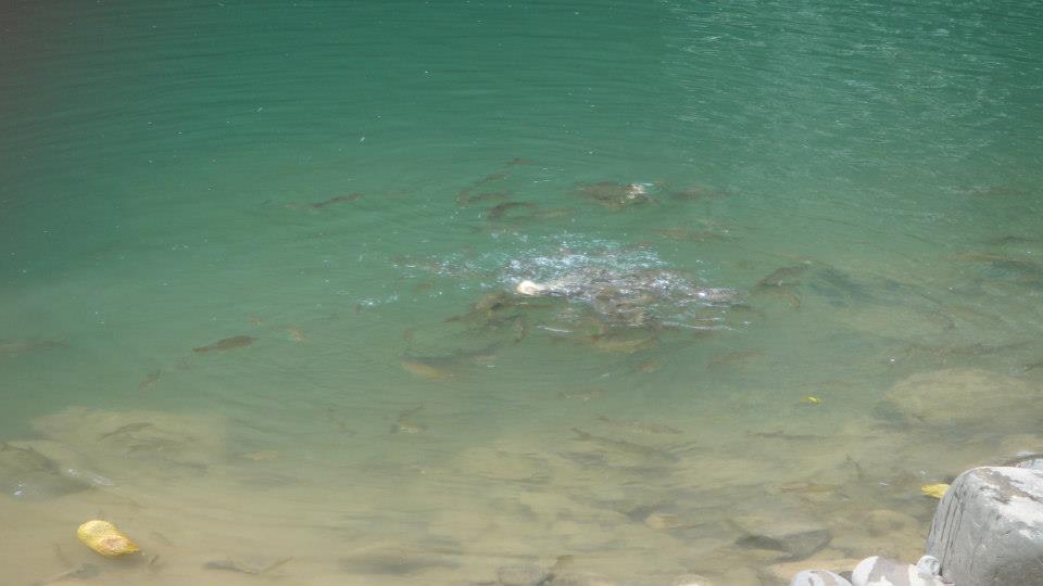 Pelian fish in the Moyog River